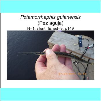 Potamorrhaphis guianensis.png